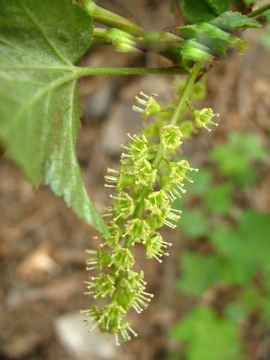 Ribes Diacantha Extract 